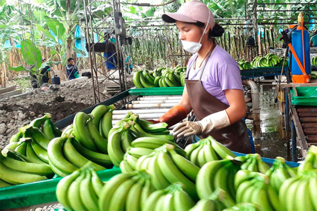 Bolivia exportó este año $us 30 millones en banano