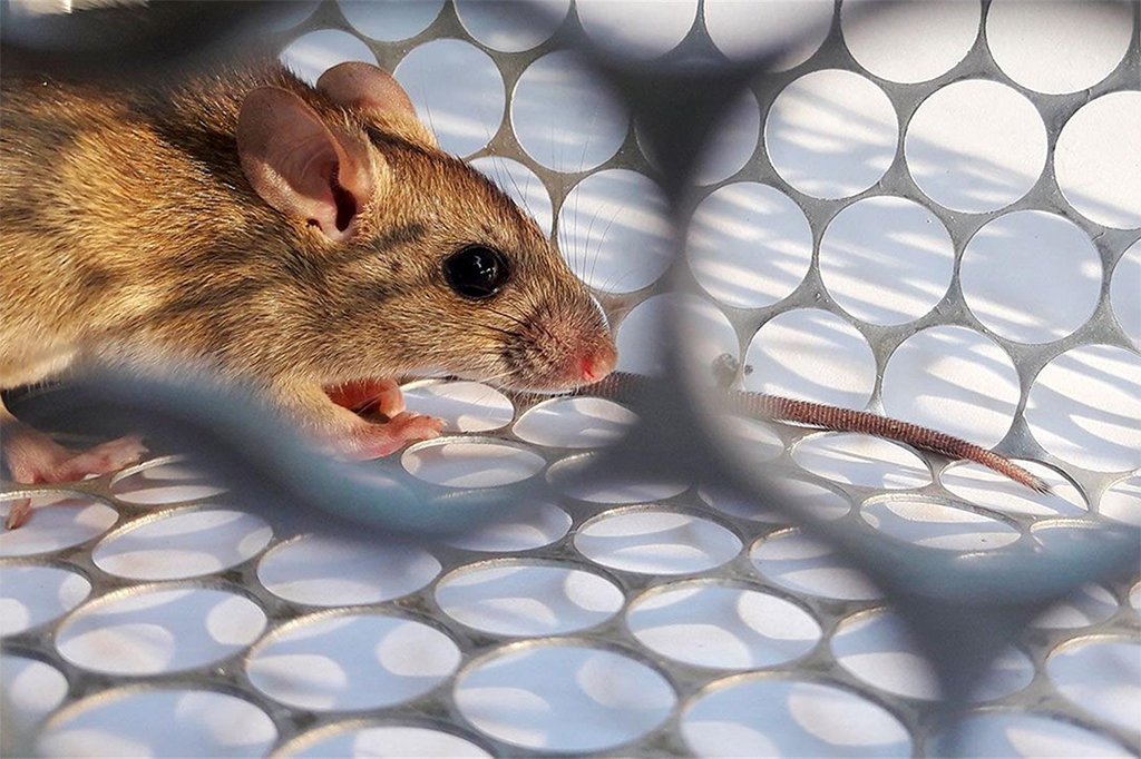 El brote de hantavirus en Argentina: ¿Qué está pasando?