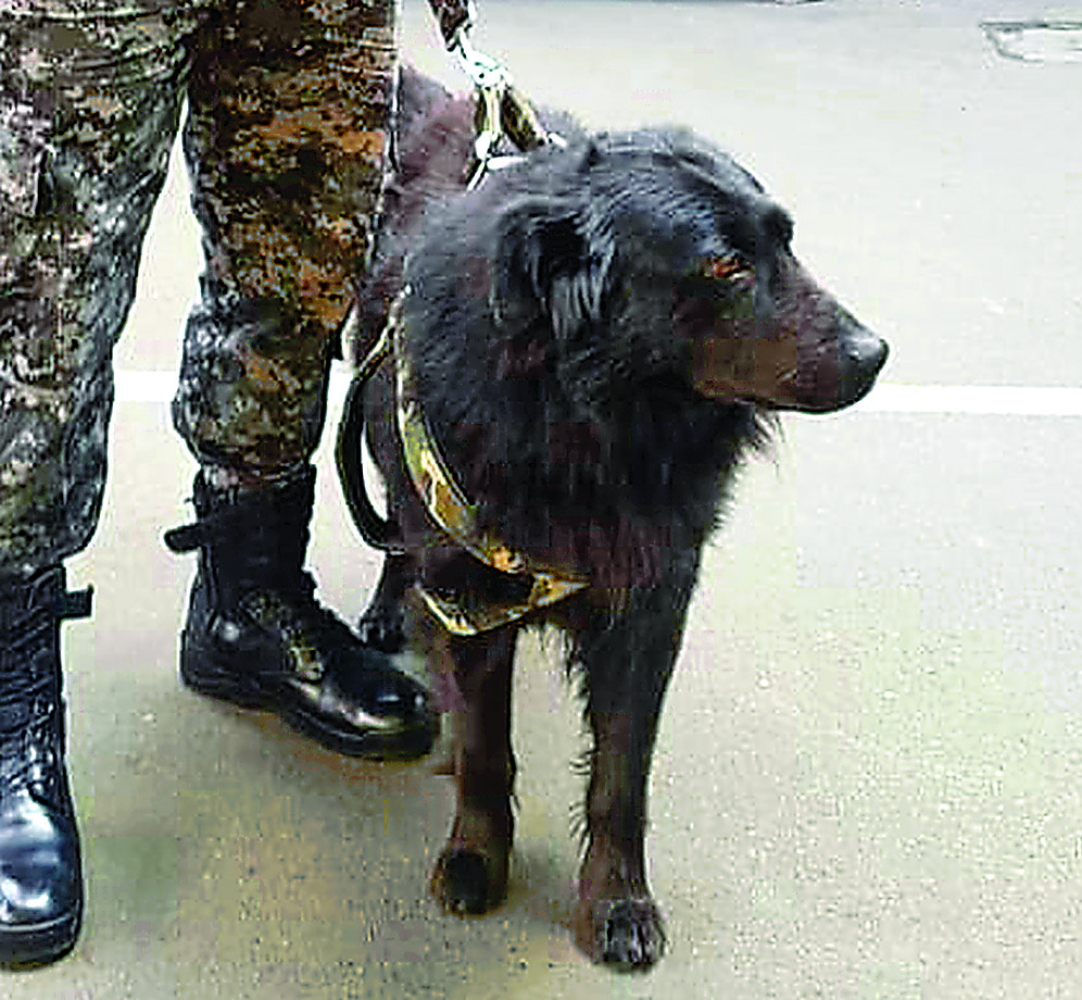 Despiden a Negrito, condecorado can y mascota de la UTOP