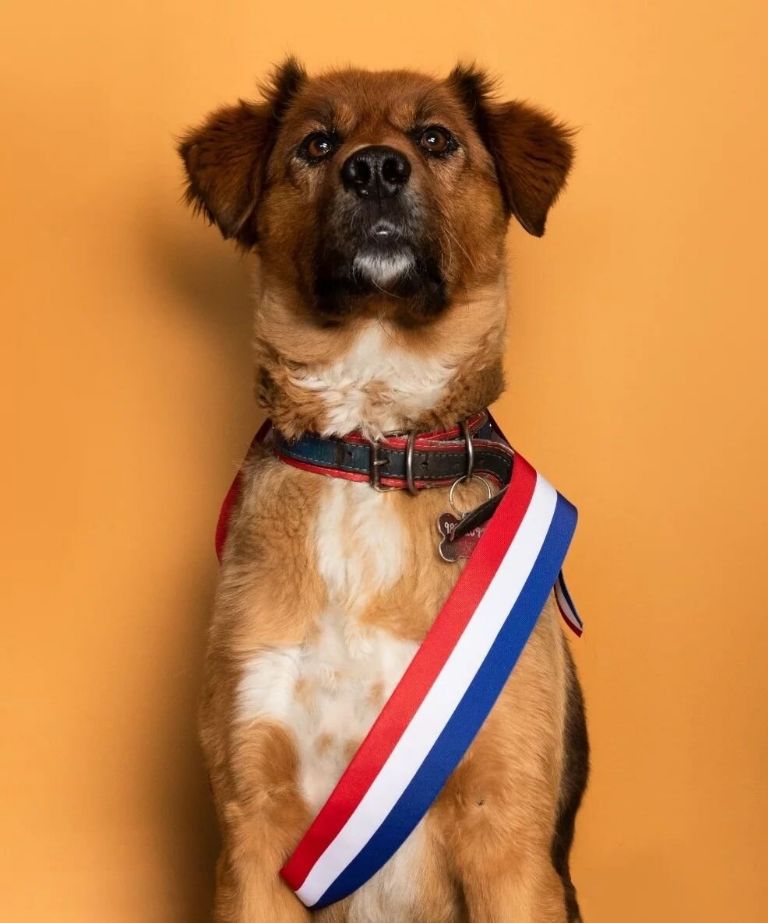 Brownie Boric Font es el «primer perro de la República» de Chile